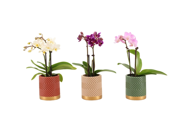 <h4>Groovy Autumn Mix Tiny Dolls Mix 2T10+ Aqu@</h4>