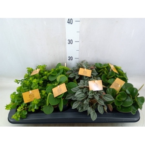 Peperomia   ...mix