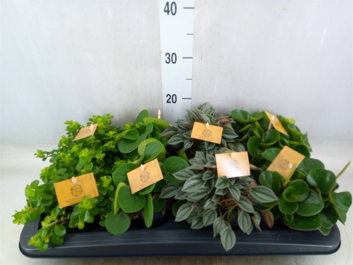 <h4>Peperomia   ...mix</h4>
