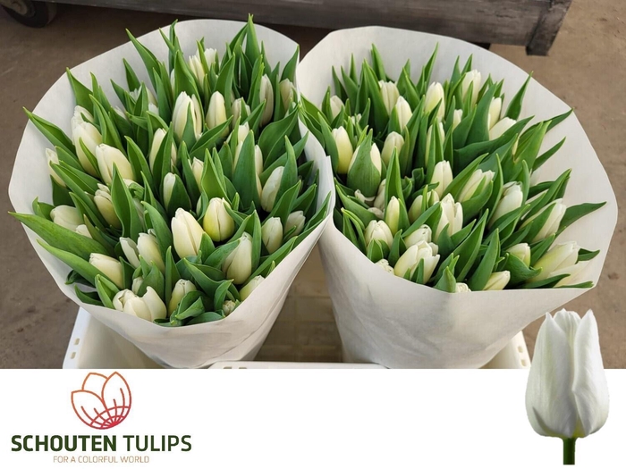 <h4>TU EN WHITE PRINCE</h4>