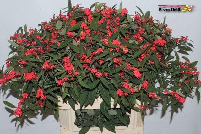 <h4>EUPH F T MARIELLE</h4>