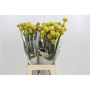 Craspedia globosa Paintball Jumbo