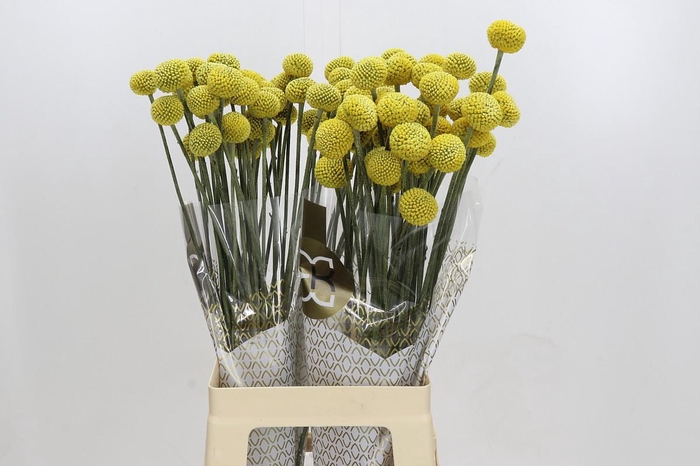 <h4>Craspedia globosa Paintball Jumbo</h4>