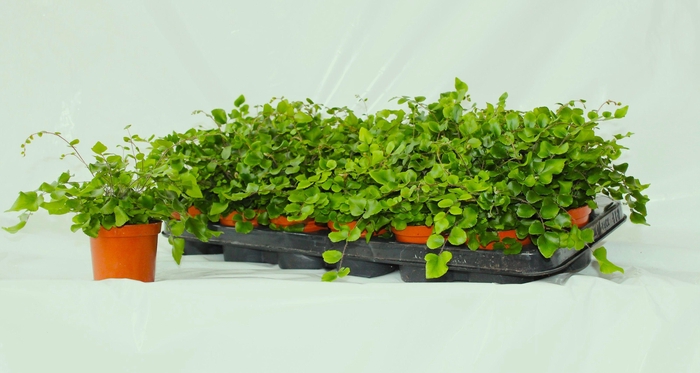 <h4>Pellaea Rotundifolia (Dubbeltjesvaren)</h4>