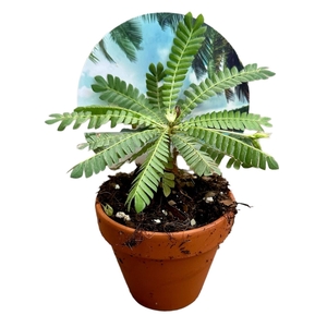 Biophytum sensitivum