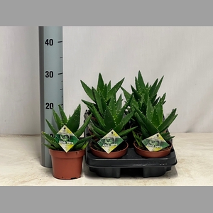 ALOE PERFOLIATA