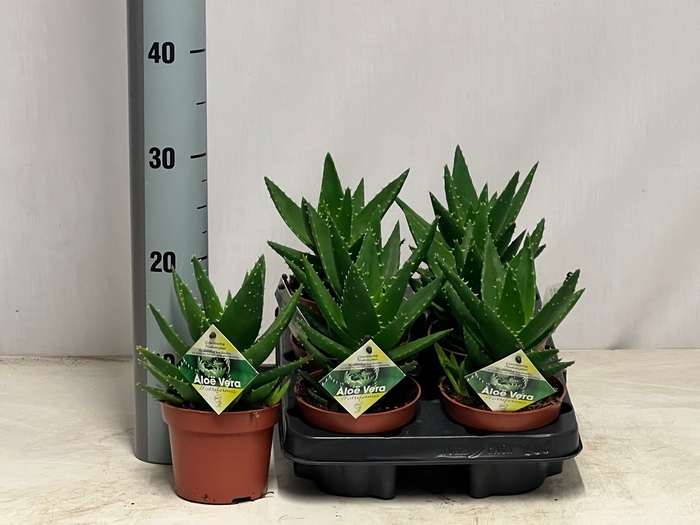 <h4>ALOE PERFOLIATA</h4>