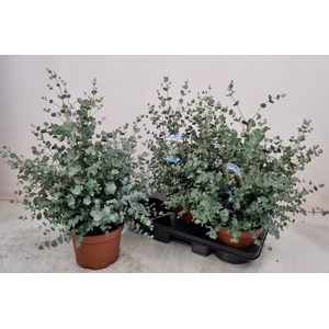 EUCAL GUNNII