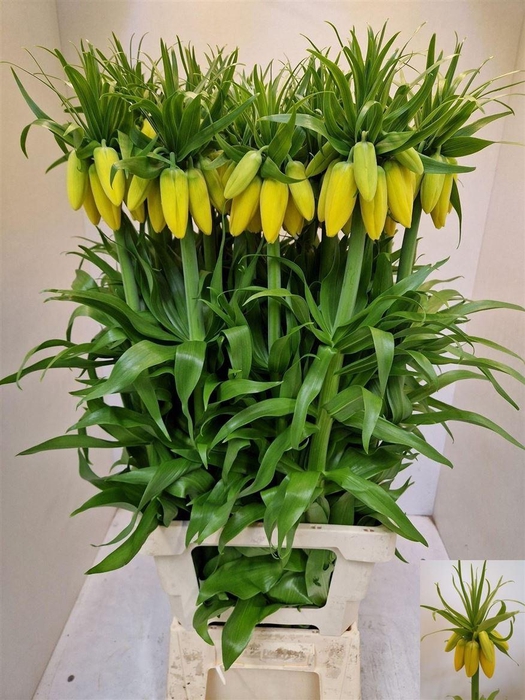 <h4>Fritillaria Yellow Beauty</h4>