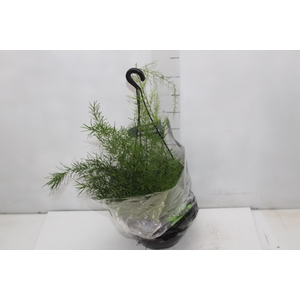 ASPARGO ALFINETE C21
