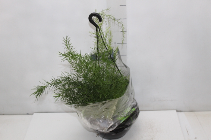 <h4>ASPARGO ALFINETE C21</h4>