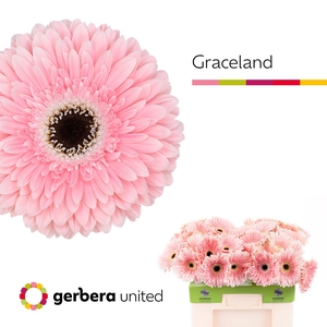 Gerbera Graceland Water