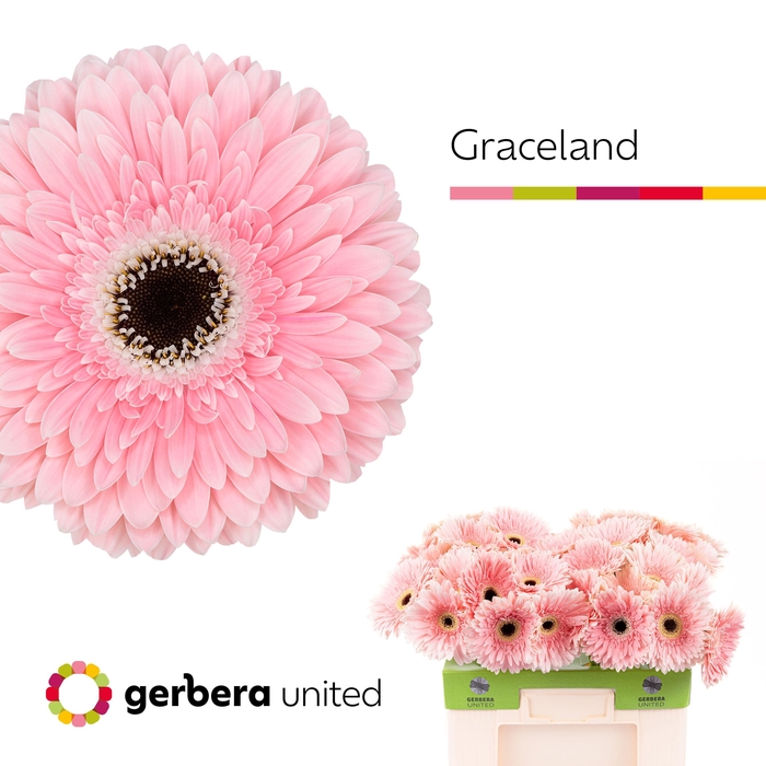<h4>Gerbera Graceland Water</h4>