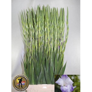 Glad Gr Sweet Blue Hulsebosch