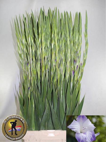 <h4>Glad Gr Sweet Blue Hulsebosch</h4>