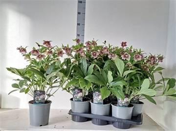 <h4>HELL VIV ELOISA</h4>