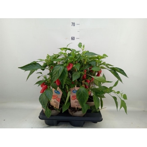 Capsicum annuum   ...paprika