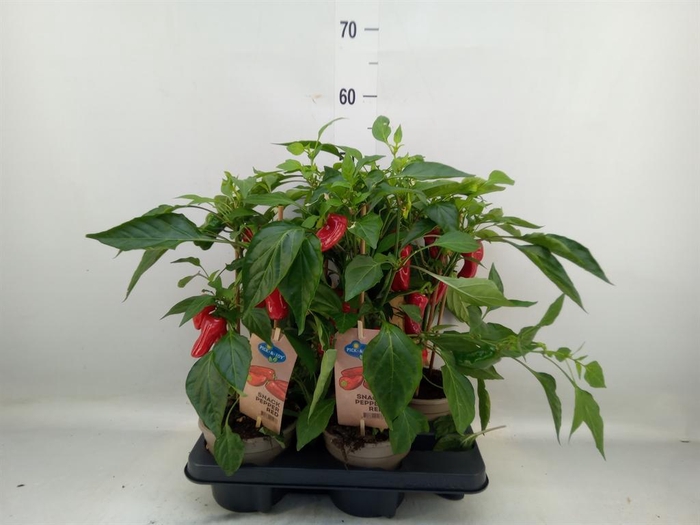 <h4>Capsicum annuum   ...paprika</h4>