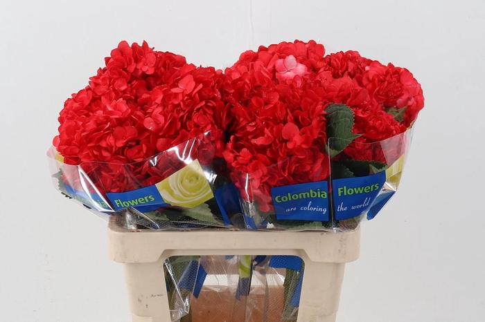 <h4>Hydr Cereza</h4>