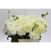 Dahlia White Cap