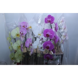 PHALAENOPSIS CASCATA P15 MIN 11 FLS