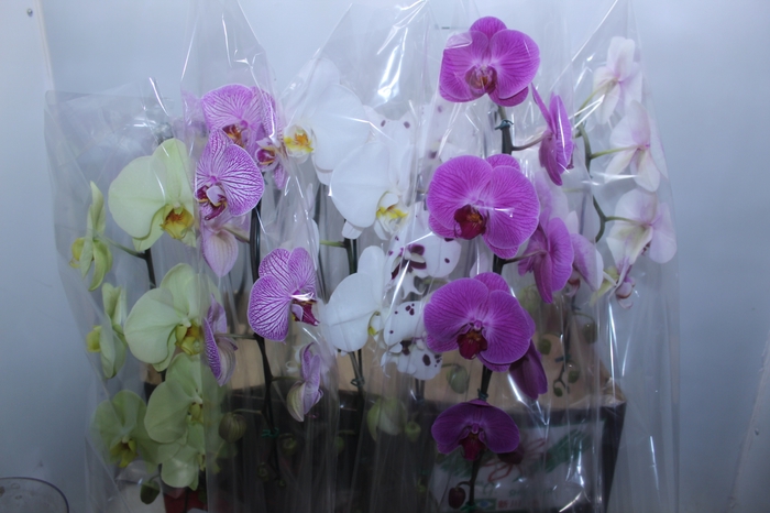 <h4>PHALAENOPSIS CASCATA P15 MIN 11 FLS</h4>