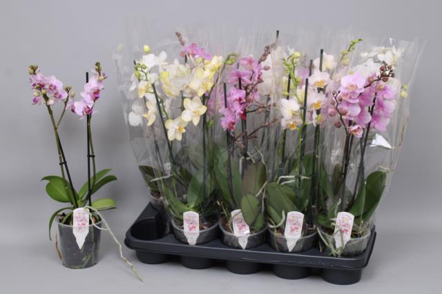 <h4>PHAL MF GEM 5 KL</h4>