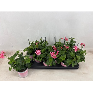 PEL PELT BALKON ROSE