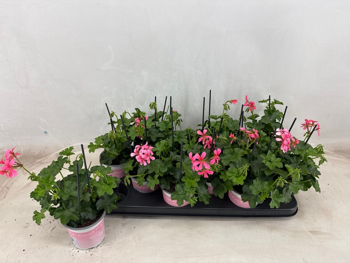 <h4>PEL PELT BALKON ROSE</h4>