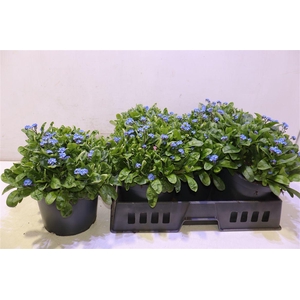 Myos Sy Laura D Blue