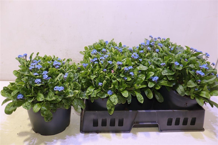 <h4>Myos Sy Laura D Blue</h4>