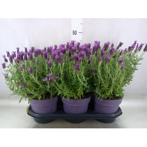 Lavandula stoec. 'Anouk'