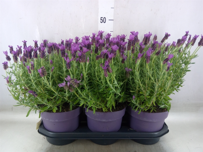 <h4>Lavandula stoec. 'Anouk'</h4>