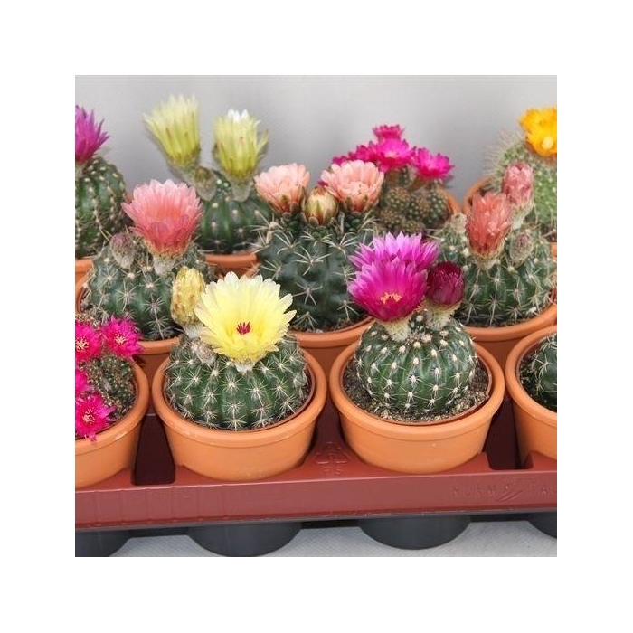 <h4>CACTUS BLOEIEND GEM</h4>