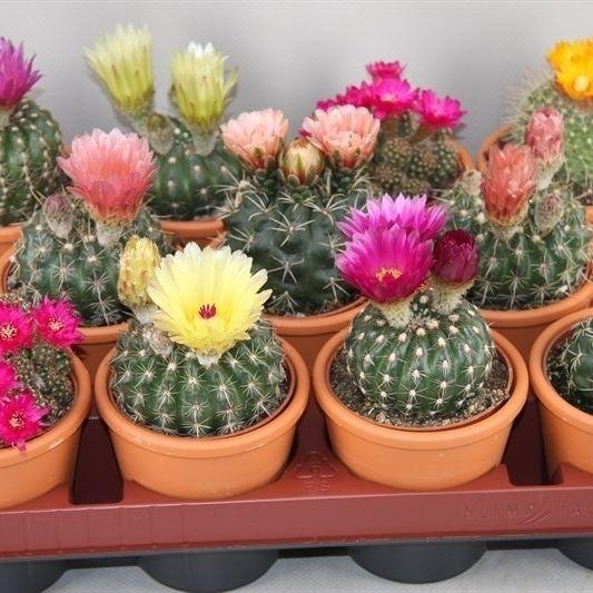 <h4>CACTUS BLOEIEND GEM</h4>