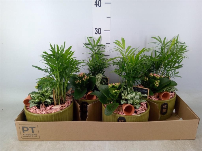 <h4>Arr.    Planten  L%</h4>