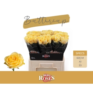R GR BUTTERCUP