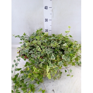 Hedera helix 'White Wonder'