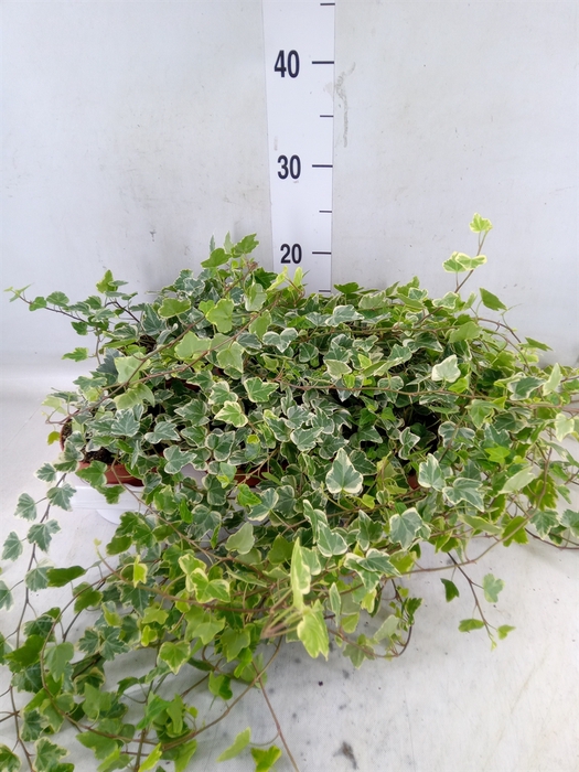 <h4>Hedera helix 'White Wonder'</h4>