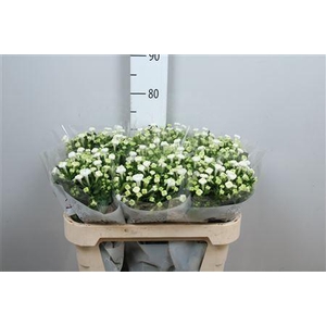 Bouvardia EN 'White Sensation'