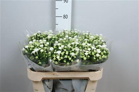 <h4>Bouvardia EN 'White Sensation'</h4>
