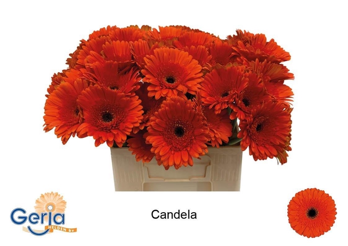 <h4>GE GR CANDELA</h4>