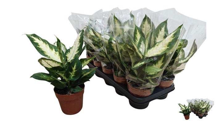 <h4>DIEFF CAMILLA</h4>