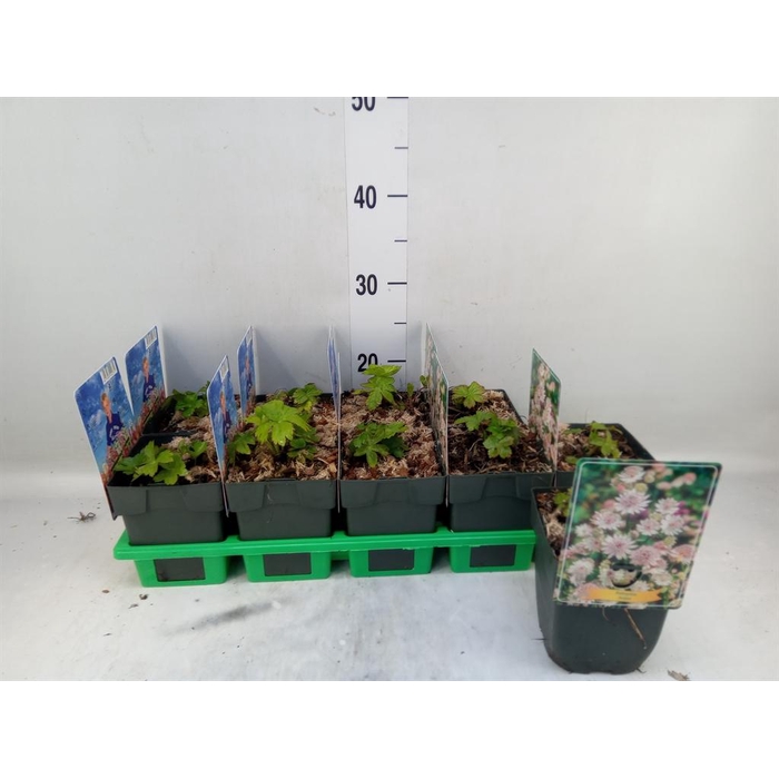 <h4>Astrantia major</h4>