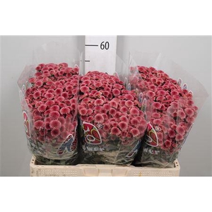 Chr S Mad Tyolo Cher