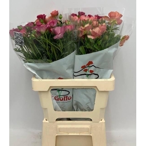 RAN BUTTERF GEM FUST