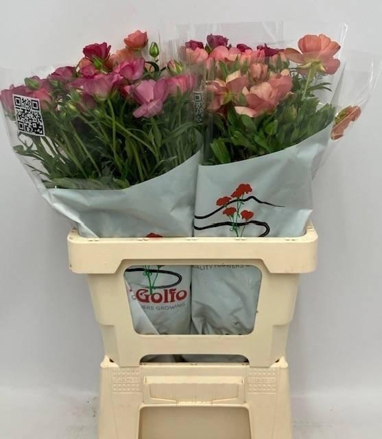 <h4>RAN BUTTERF GEM FUST</h4>