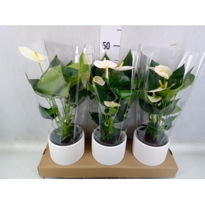 Anthurium  'Karma White'