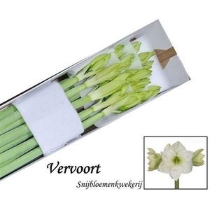 Hipp Ga Christmas Gift