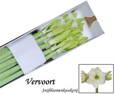 <h4>Hipp Ga Christmas Gift</h4>